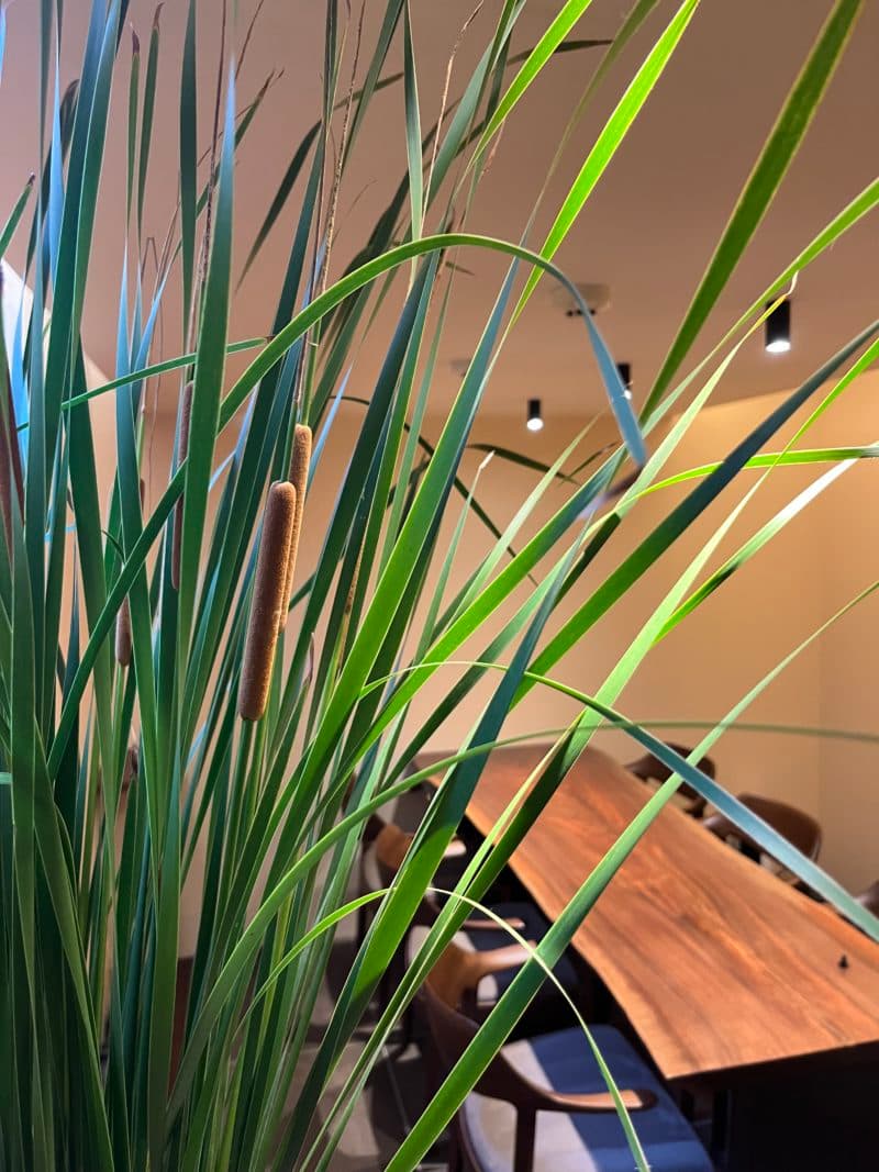 Close-up of decorative plant fronds with blurred interior space behind